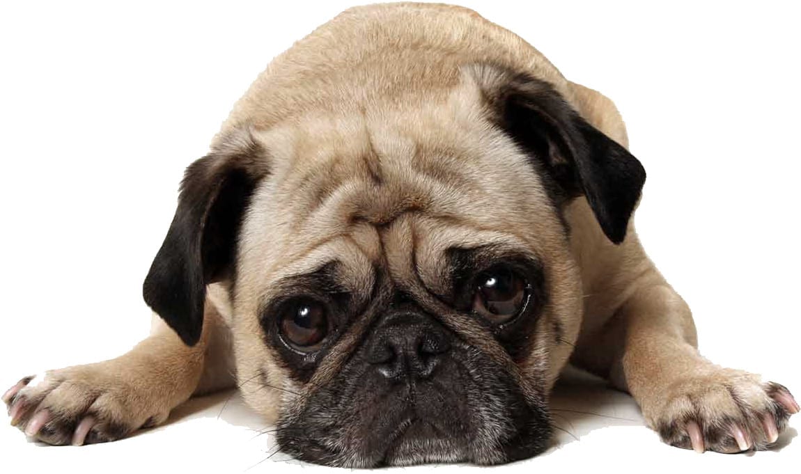 Sorry - here's a picture of a sad pug!